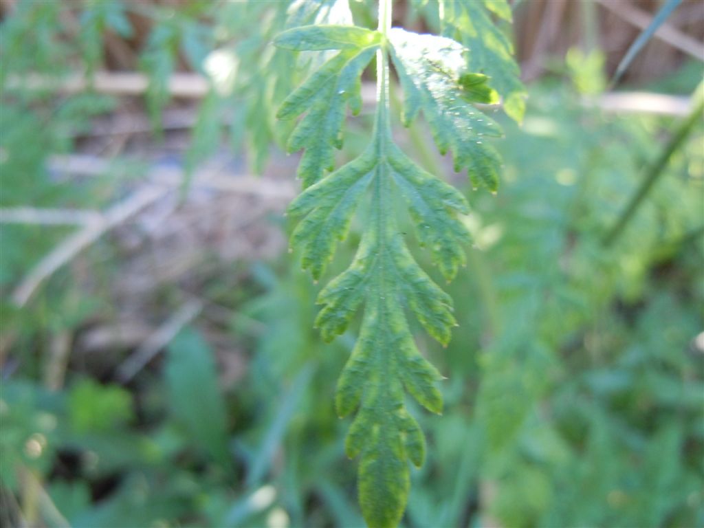 Daucus carota s.l. / Carota selvatica